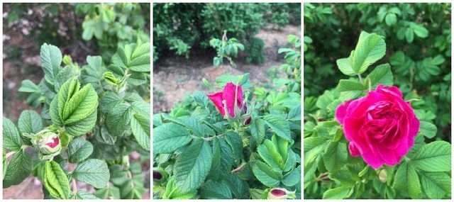 平阴玫瑰甲天下简介,平阴玫瑰和玫瑰花的区别