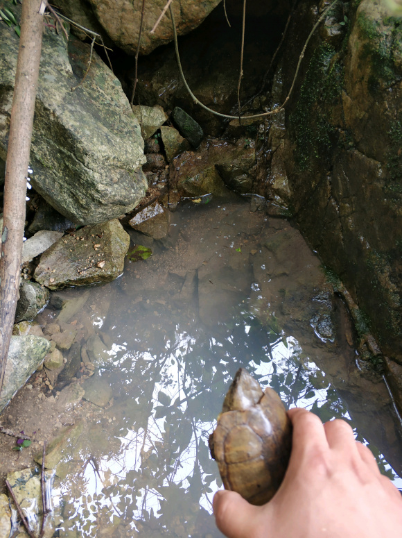 罕见的野生山龟,渔民捕获罕见龟