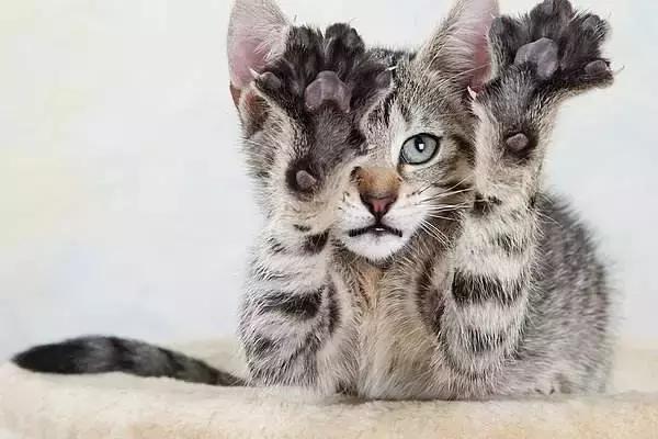 福懋宠物医院深圳,猫咪大块掉毛是猫癣快好了吗