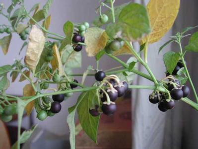 鲁西南农村黑天天，吃过它的人都已经不在年轻了