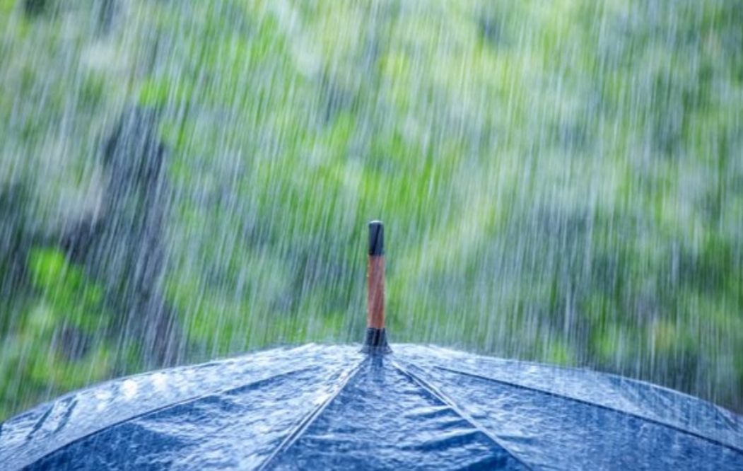 梅雨季节月季怎样抗黑斑病,夏天雨季月季黑斑病很严重怎么办