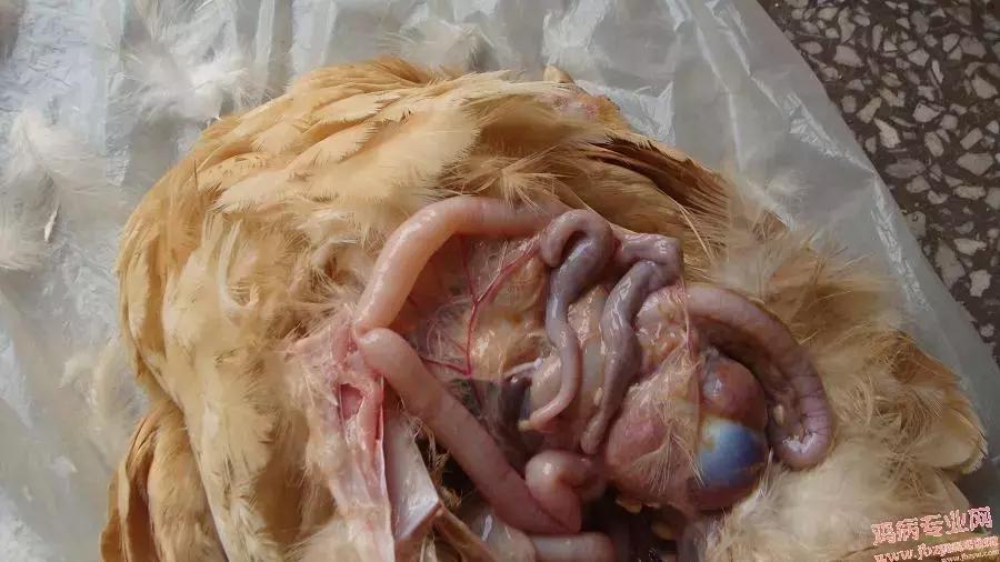 近期鸡病情况,鸡近期高发病