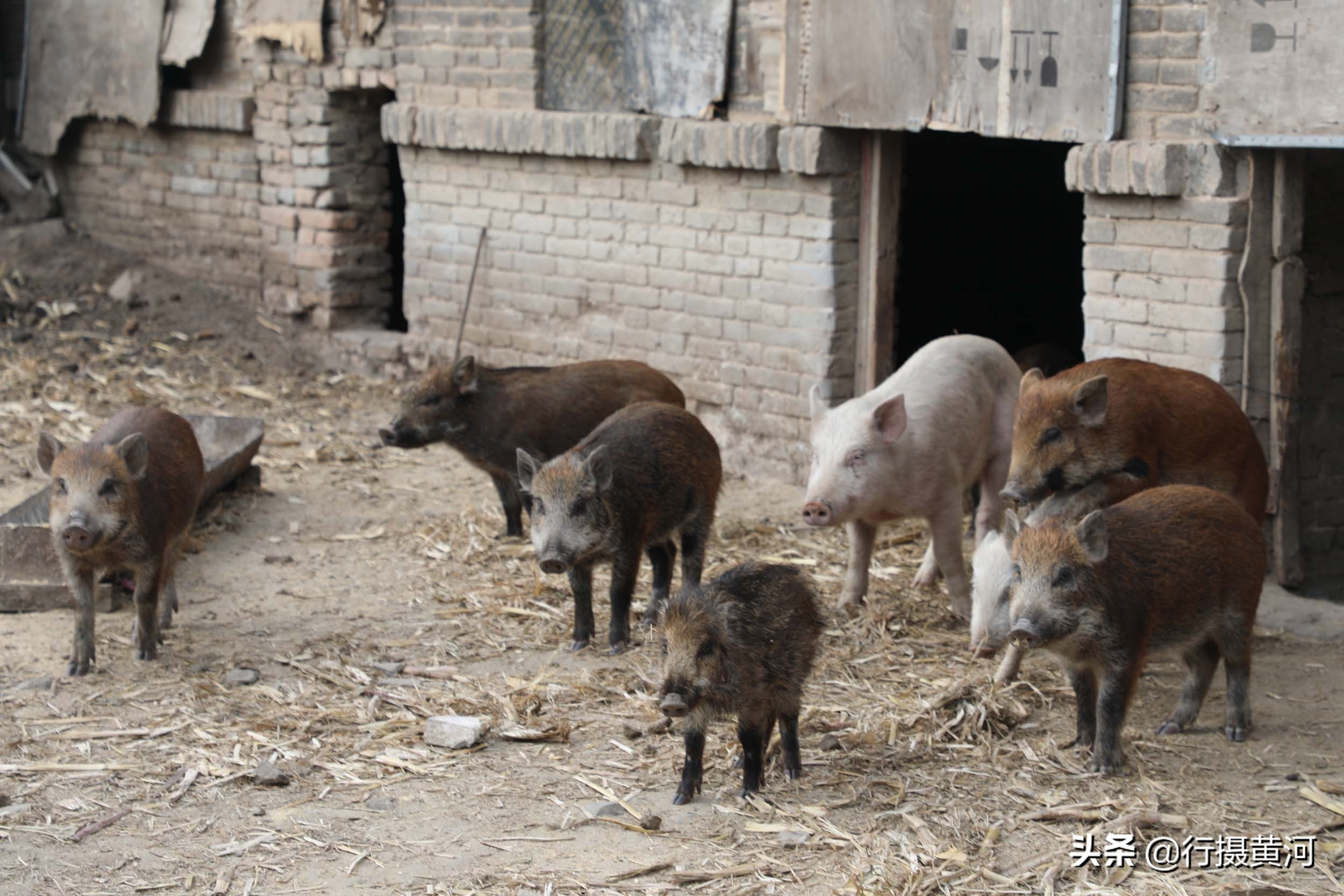 90后夫妻山中搞养殖飞鸡,6旬夫妻深山养牛