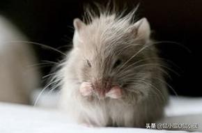 怎么教仓鼠改掉咬人的习惯,会咬人的仓鼠怎么才能跟它接近