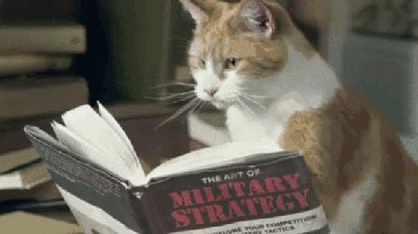 猫不吃罐罐怎么办,英短猫吃零食不吃主食咋办