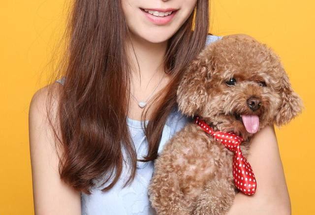 养贵宾犬的十大禁忌,新手养贵宾犬的十大禁忌