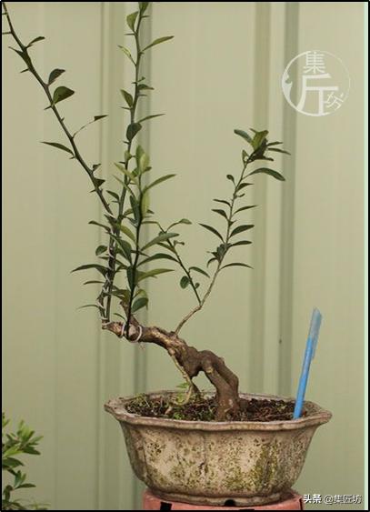 大树型金豆盆景怎么造型,金豆无根老桩栽培技巧