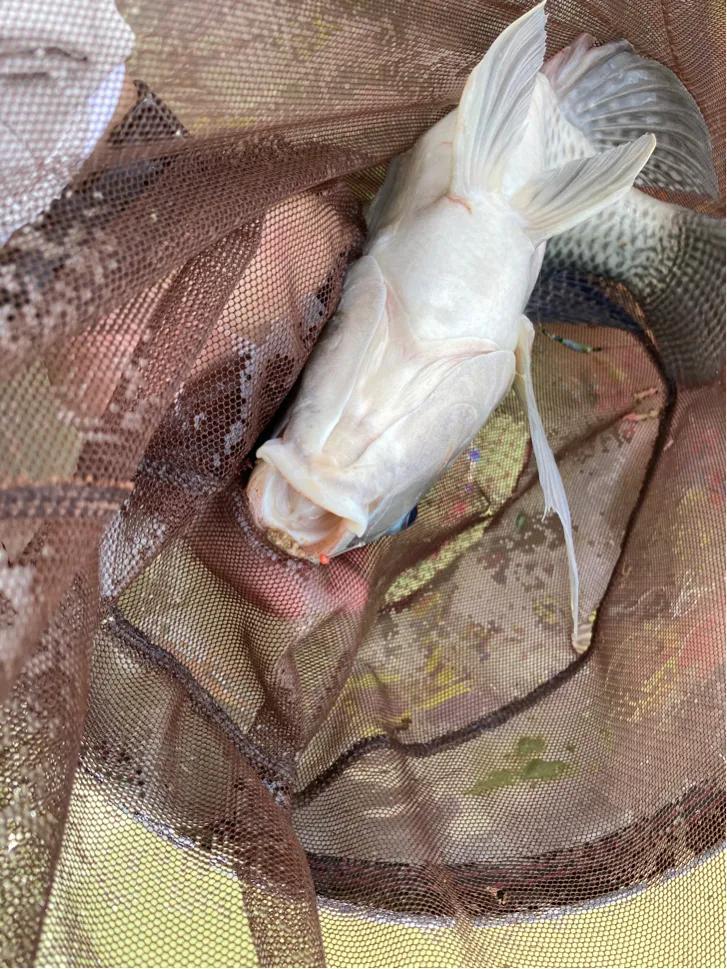 野钓用鲜虾饵钓鱼有效果吗,钓鱼避小杂鱼