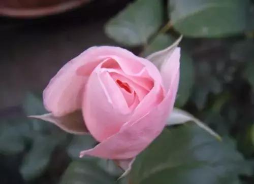 最漂亮10种微型月季,新手必入这8种月季漂亮好养