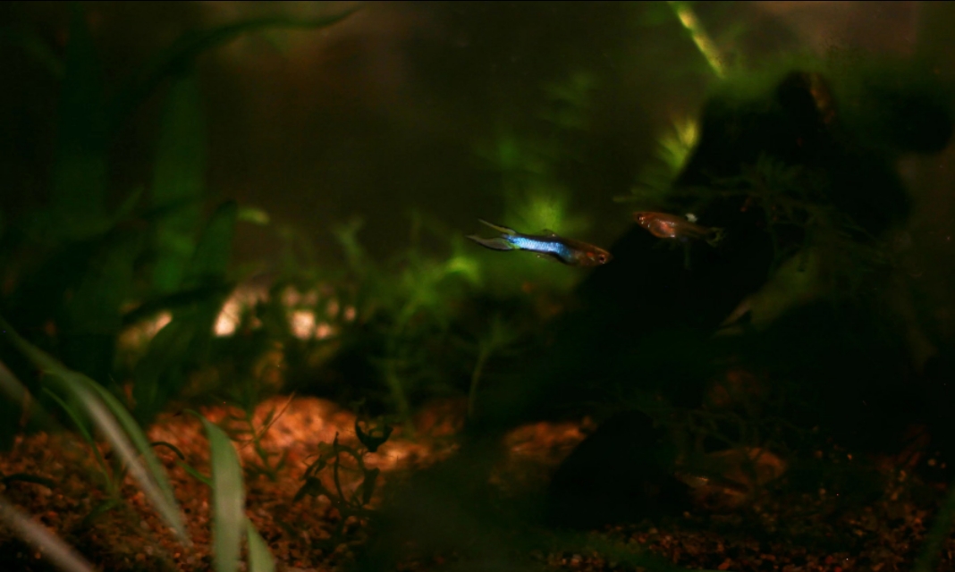 水族箱古法养鱼 (水族箱养鱼实拍分享)