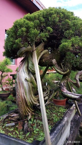 盆景树桩舍利怎么制作,盆景老桩镂空舍利的制作