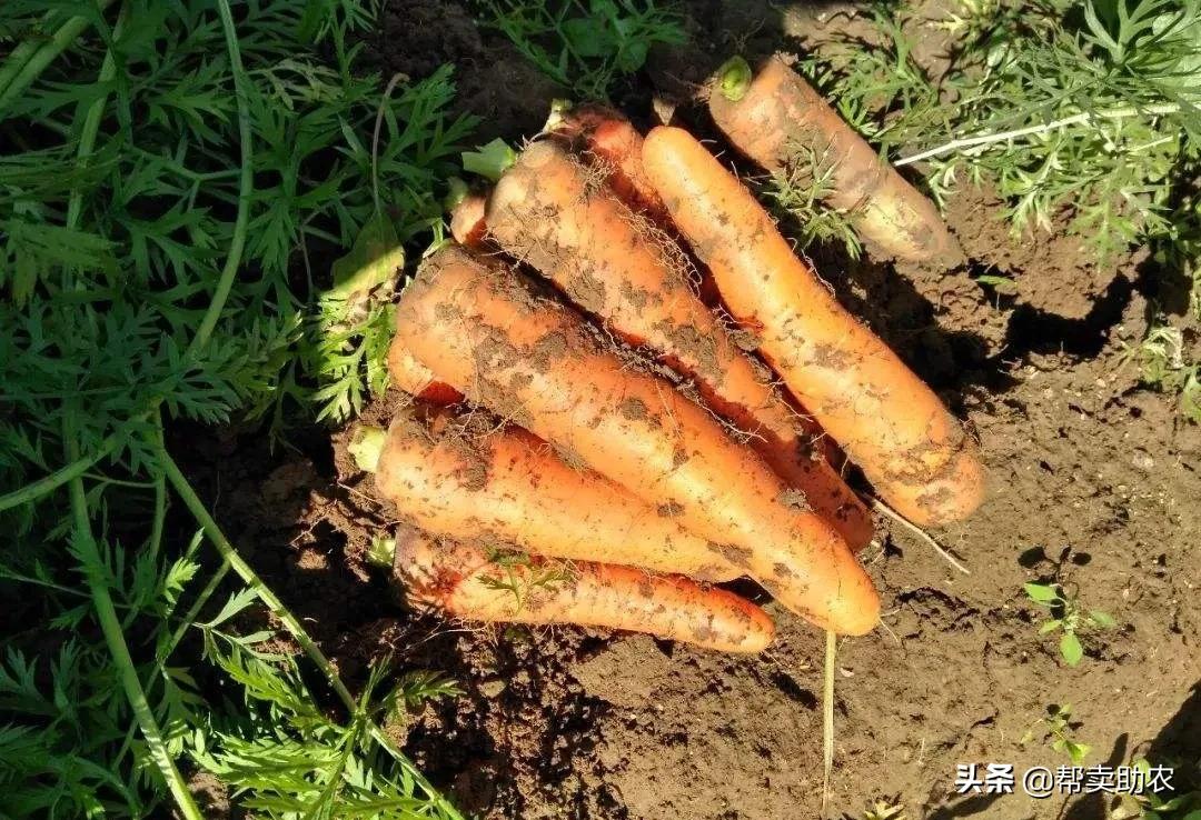 清除身体垃圾的蔬菜,帮他丢掉垃圾食品