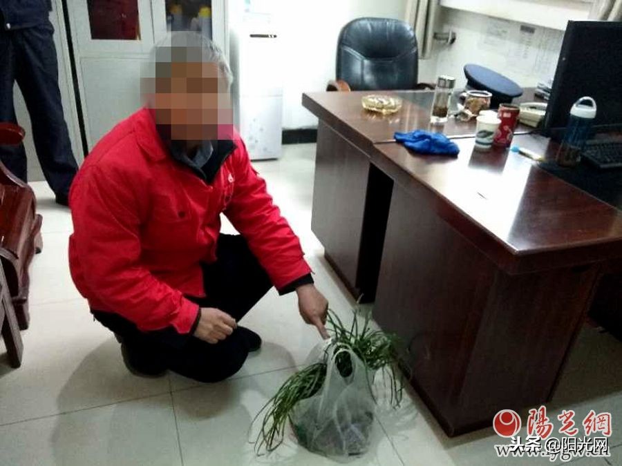 西成高铁开通一年安康铁警查获野生兰草近千株