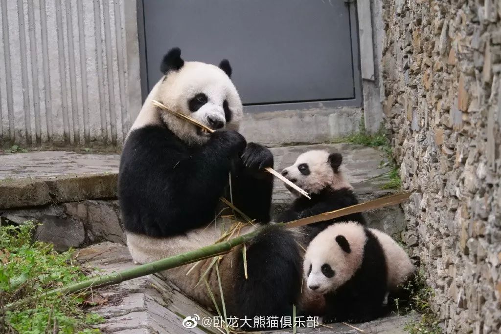 为什么全世界都喜欢大熊猫,世界各地的人们都喜爱大熊猫英语