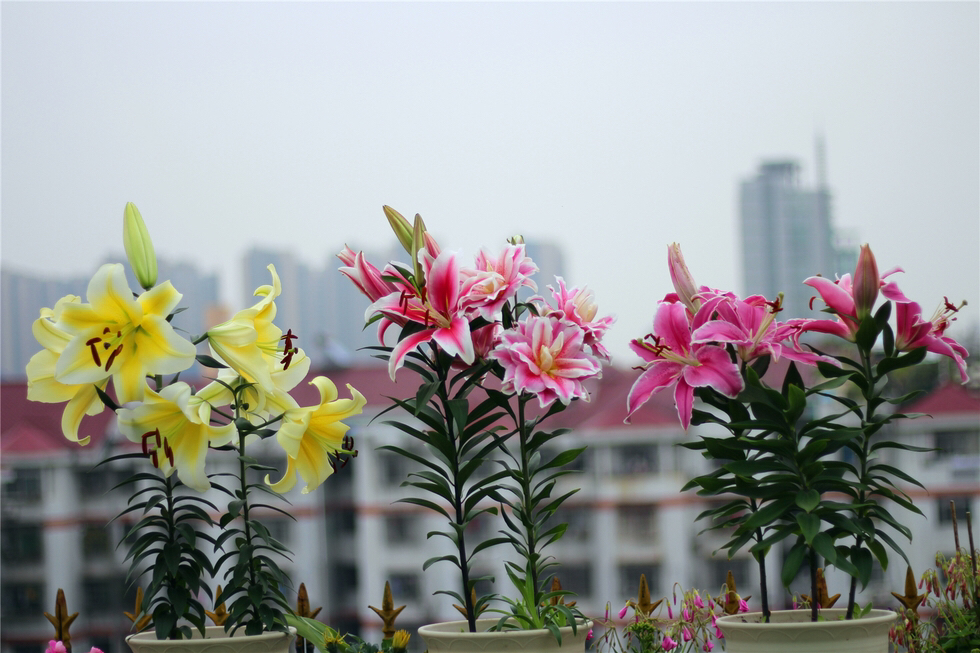 百合花开花后怎样养殖,百合花开后的养殖方法和注意事项