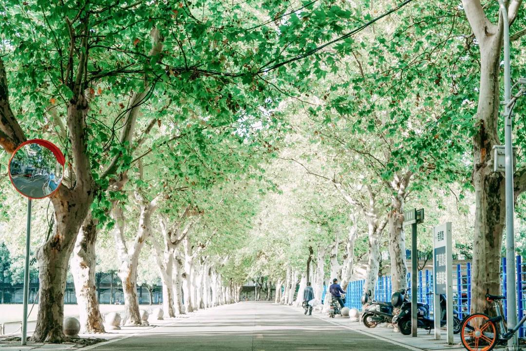 东南大学最美校花,全国公认大学最美校花