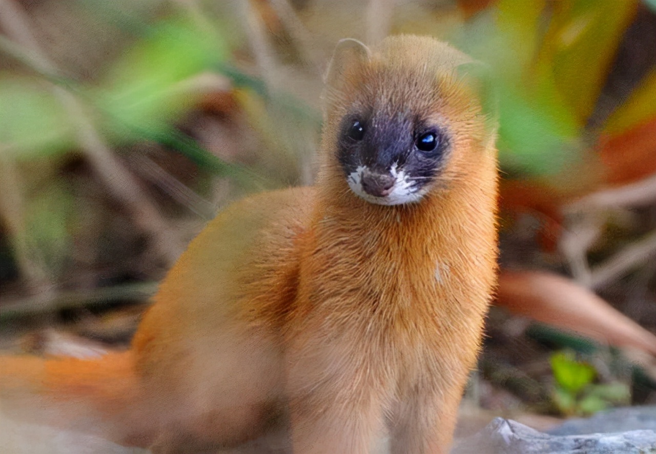 安徽一药店闯进黄鼠狼，民警惨遭臭屁攻击，黄鼠狼的屁有害吗？
