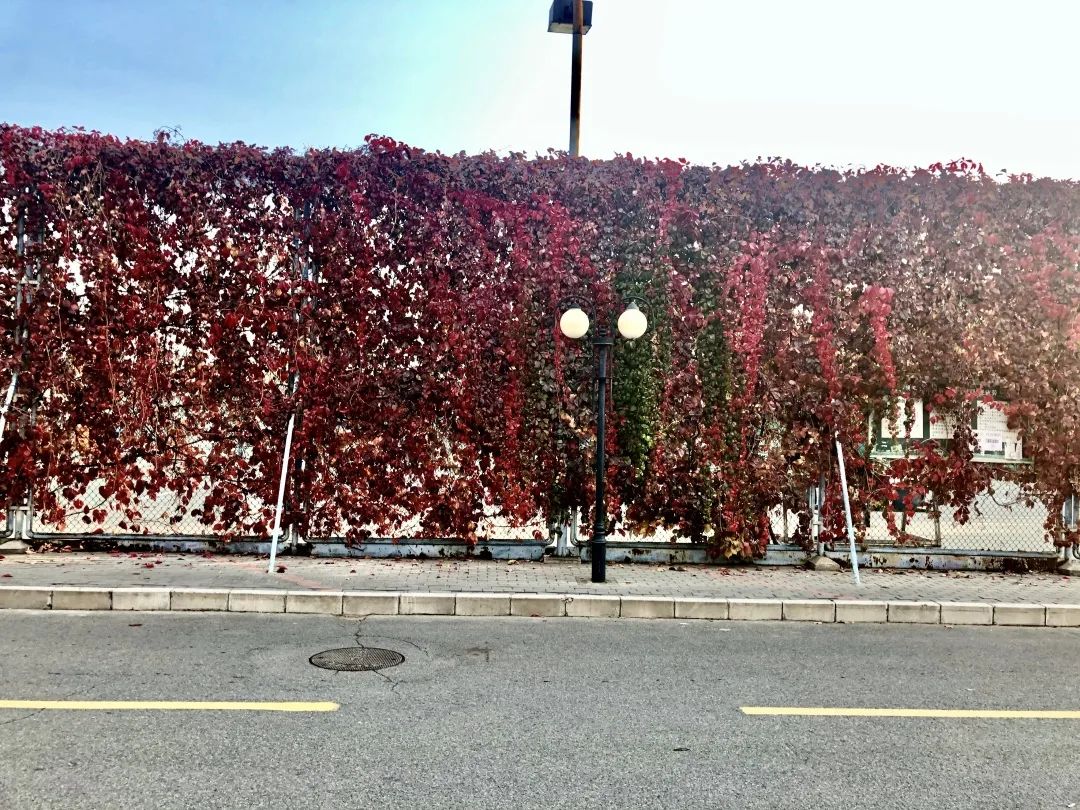 同学们好，今天我们学习的课文是《爬山虎的脚》