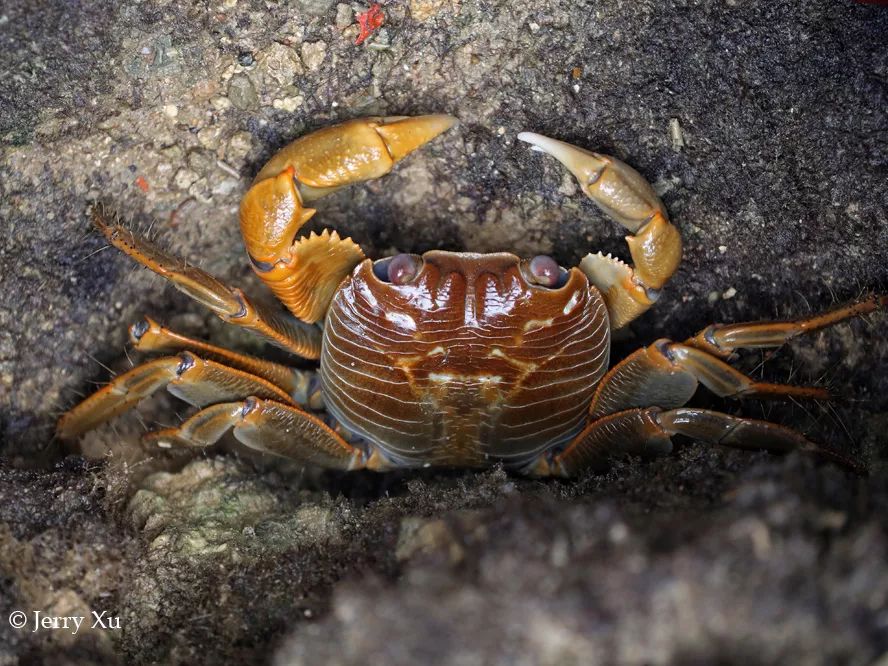 听说过网红猫岛、猪岛，见识过真正硬核的“蟹岛”吗？