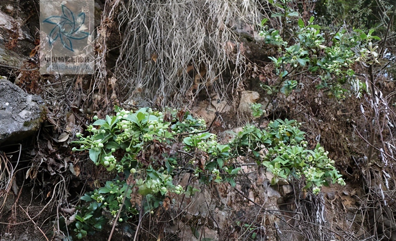 金丝杜仲，见过吗？治跌打损伤，腰腿痛，风湿疼痛