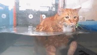 猫为何是液体,猫咪为什么要给猪染色