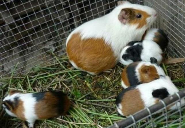 如果不想养狗猫养什么宠物不贵,新手养宠物推荐猫还是狗狗好养些