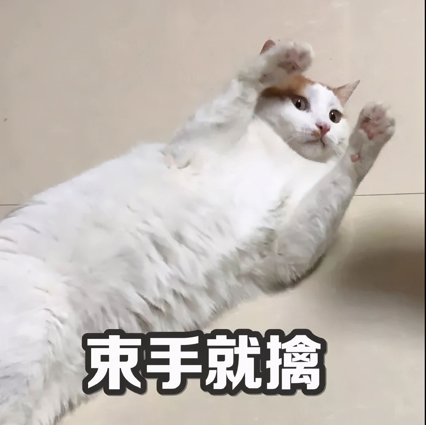 猫咪急救箱必备药物有哪些,猫咪的急救方法