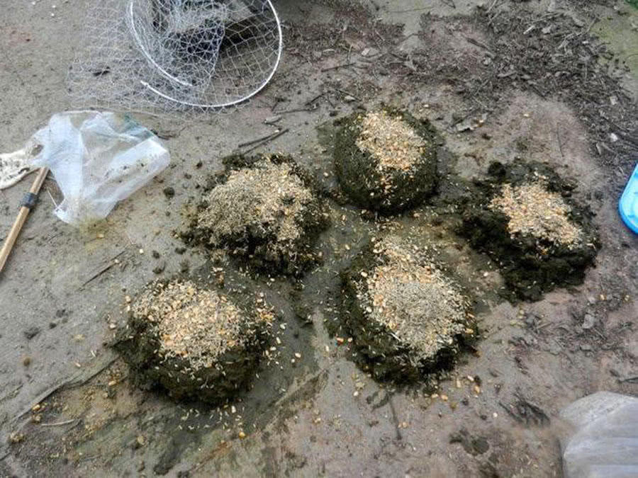 为什么都用玉米钓鱼,为什么用玉米一直钓到罗非鱼