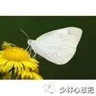 动物中药功效大全,中药药材大全及功效