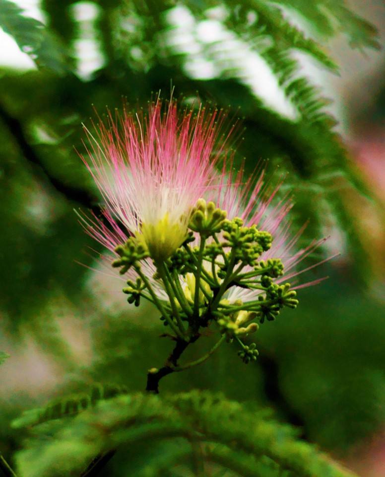 情人节巧克力草莓玫瑰花语,巧克力玫瑰的花语和寓意