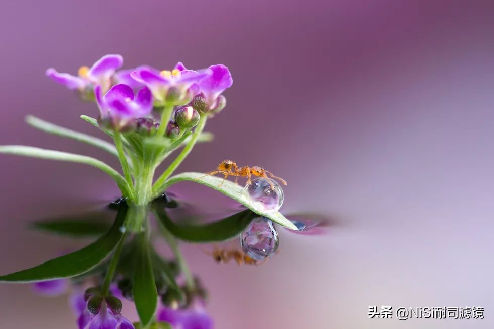 微距蚂蚁喝露水：曝轰动日本的摄影技能