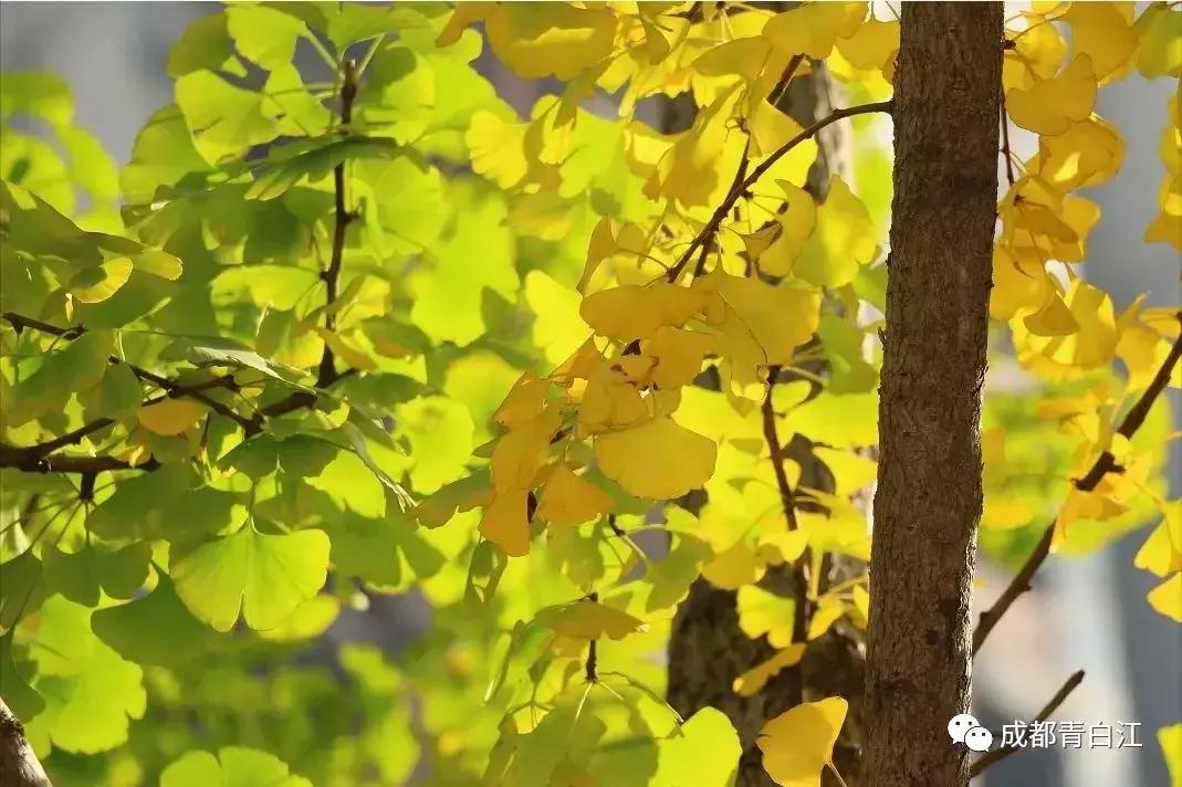 宜居新成都,住在青白江!这里的安逸超乎你想象