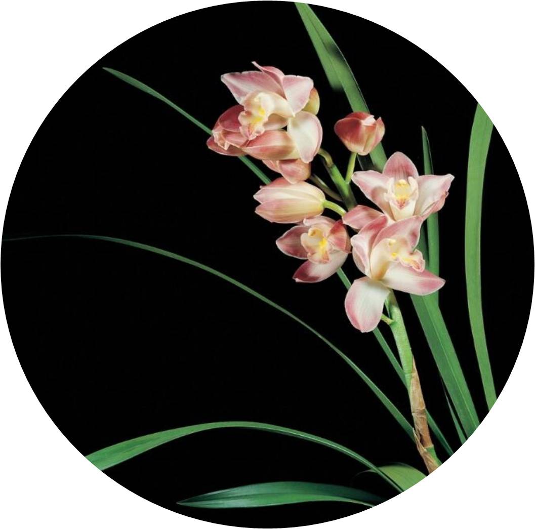 菊竹梅兰图欣赏,花中四君子的兰花图片