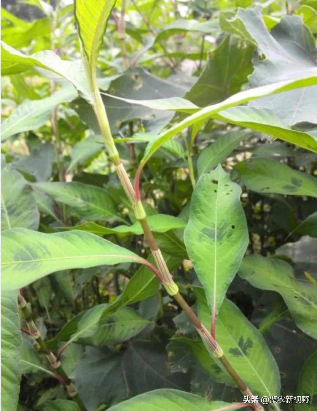 辣蓼草酒曲可以做豆豉吗,冬天采摘的辣蓼草可以做酒曲吗