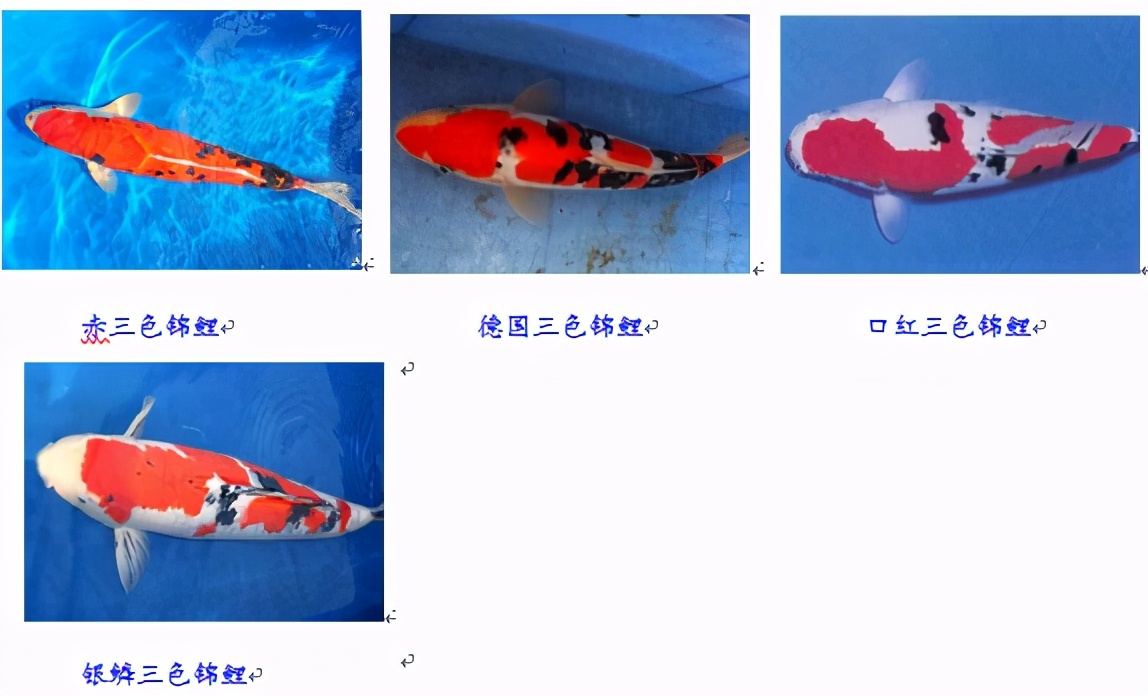 锦鲤鱼怎么养放盐吗,锦鲤用盐浓度