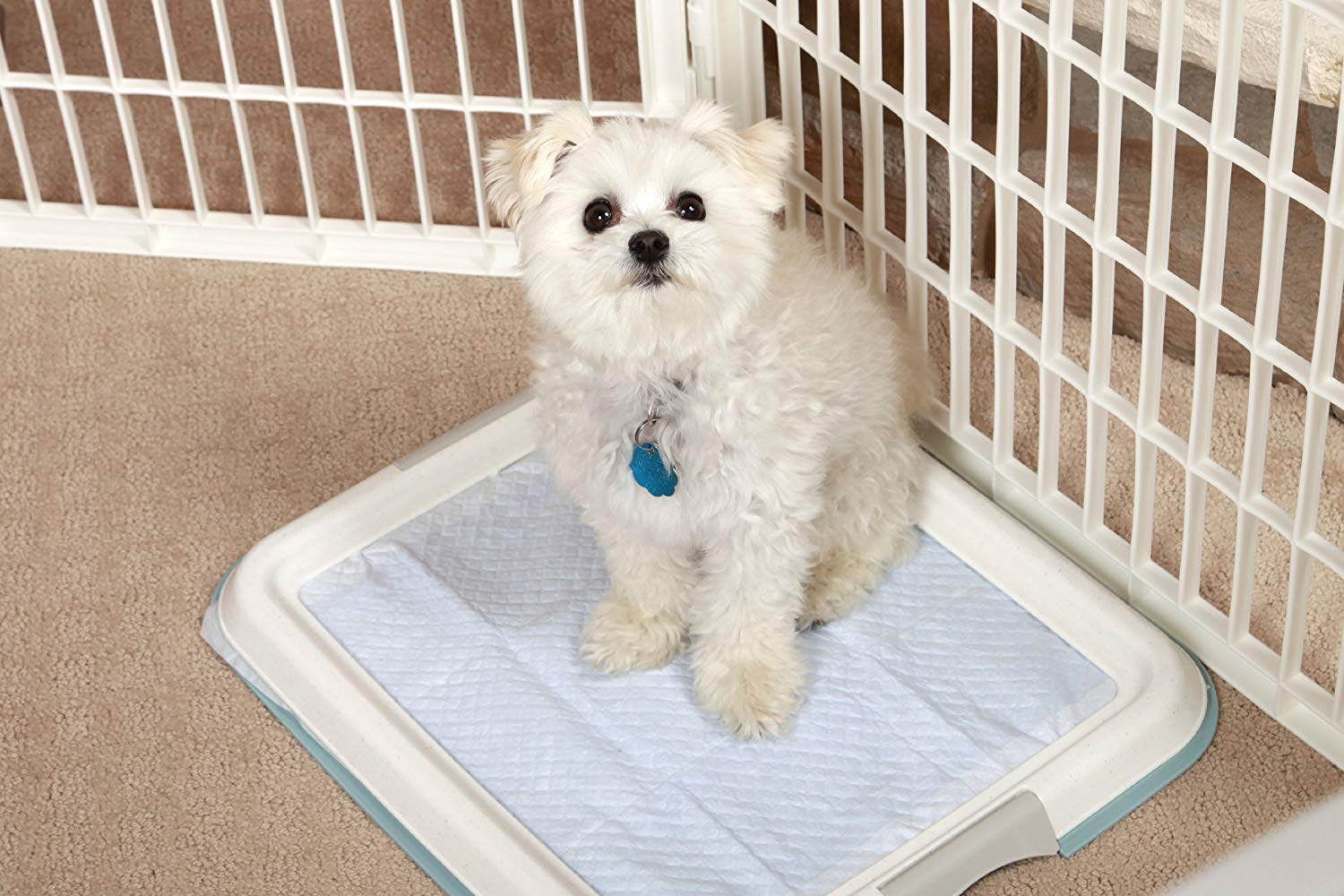 怎么训练狗狗在狗厕所定点大小便,狗厕所超方便