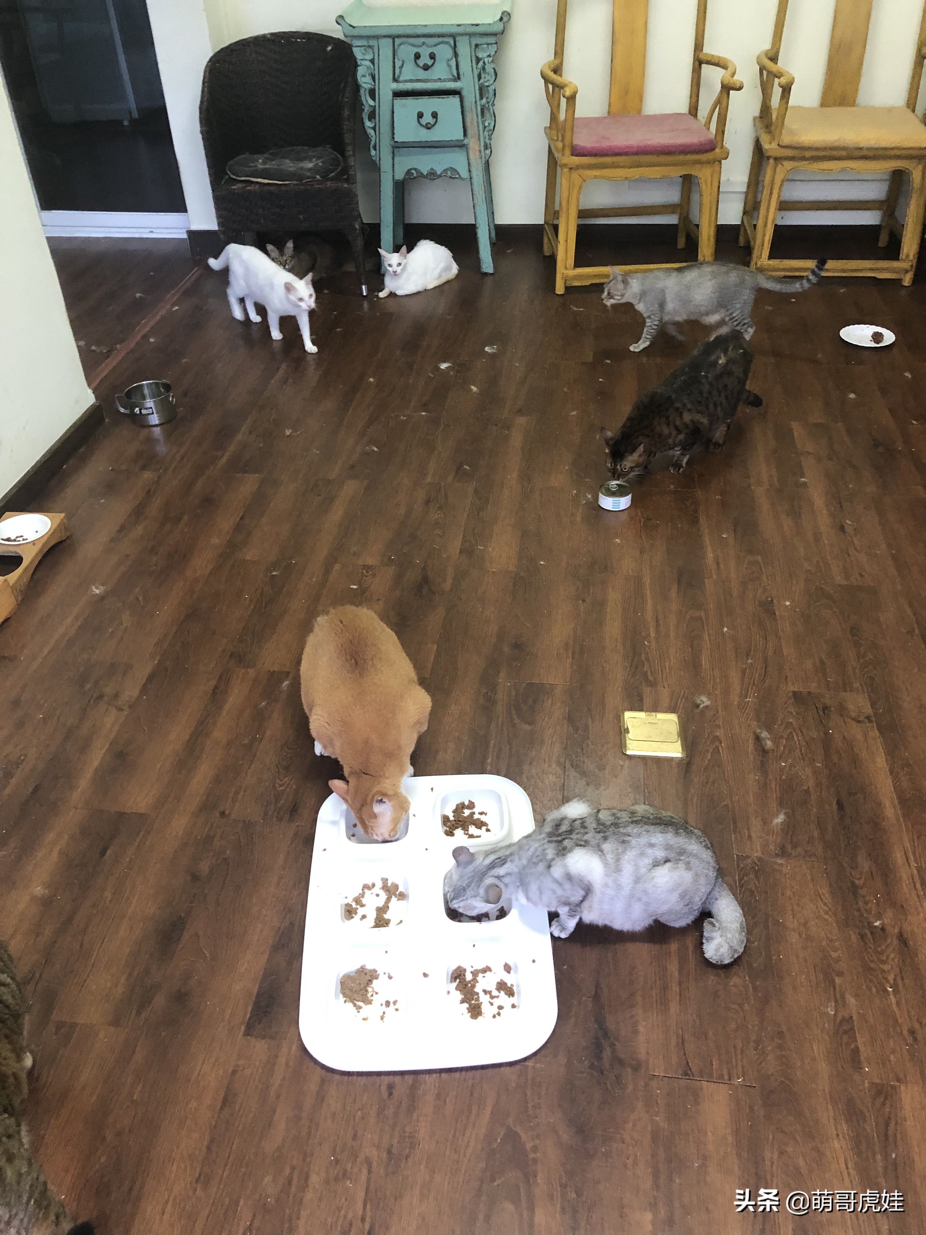 盘点发现自家猫咪干大坏事,主人回来发现猫被丢