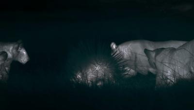 豆瓣netflix电影,bbc地球奇观纪录片