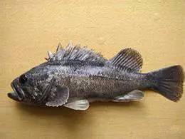 中国海鲜河鲜,市场河鲜海鲜种类大全