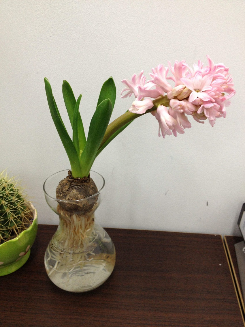 水养风信子如何快速长大,风信子怎样水养才能开花