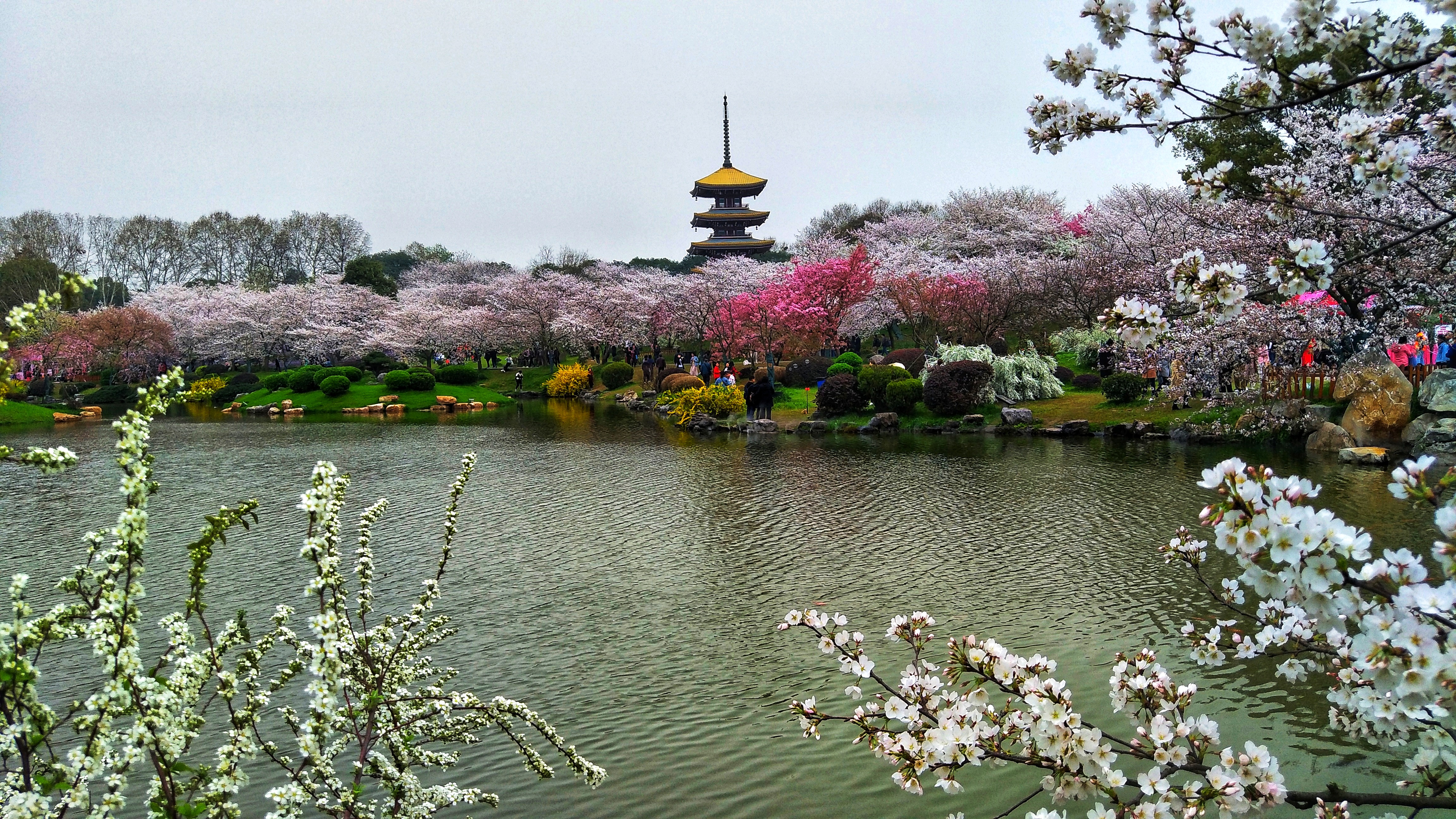 武汉赏樱之旅,武汉东湖樱园赏樱