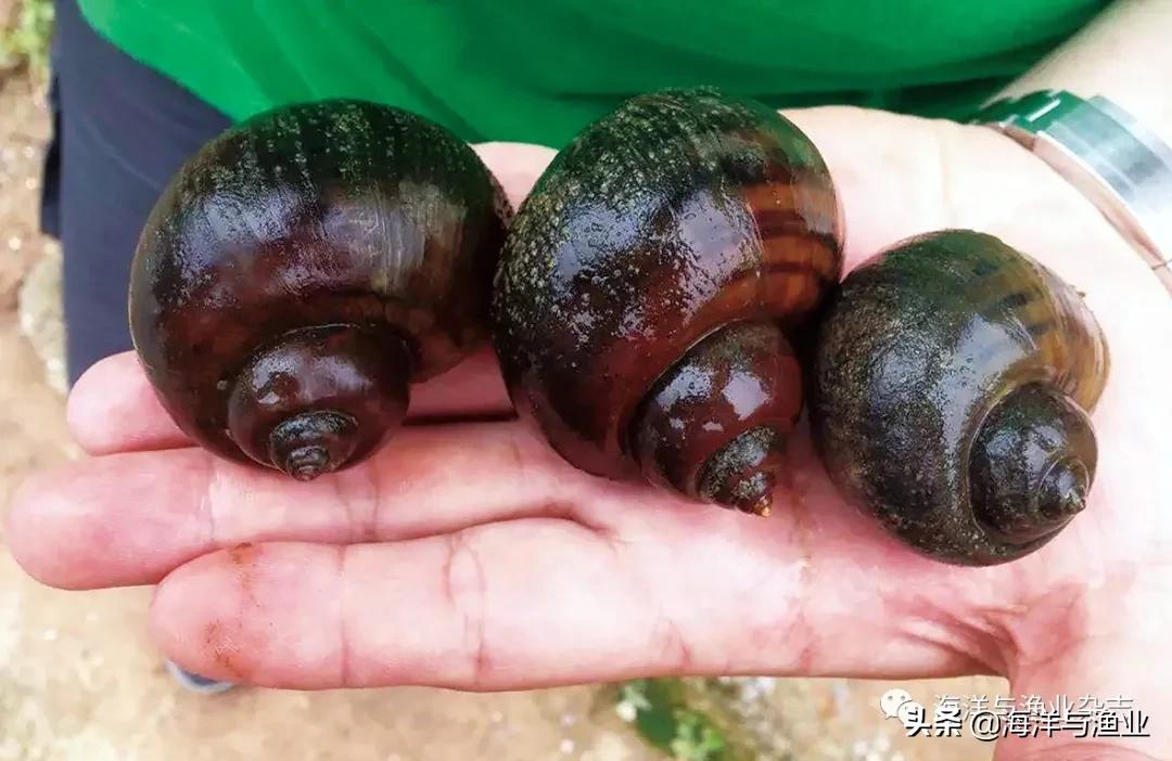 北方江河常见水生生物,陆生生物水生生物有哪些