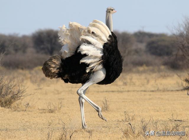 鸵鸟遇到危险把头埋进沙子图片,鸵鸟遇到危险时会把头埋在沙里吗