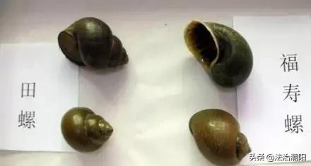 很多食物都有寄生虫,这6种食物或是寄生虫的重灾区