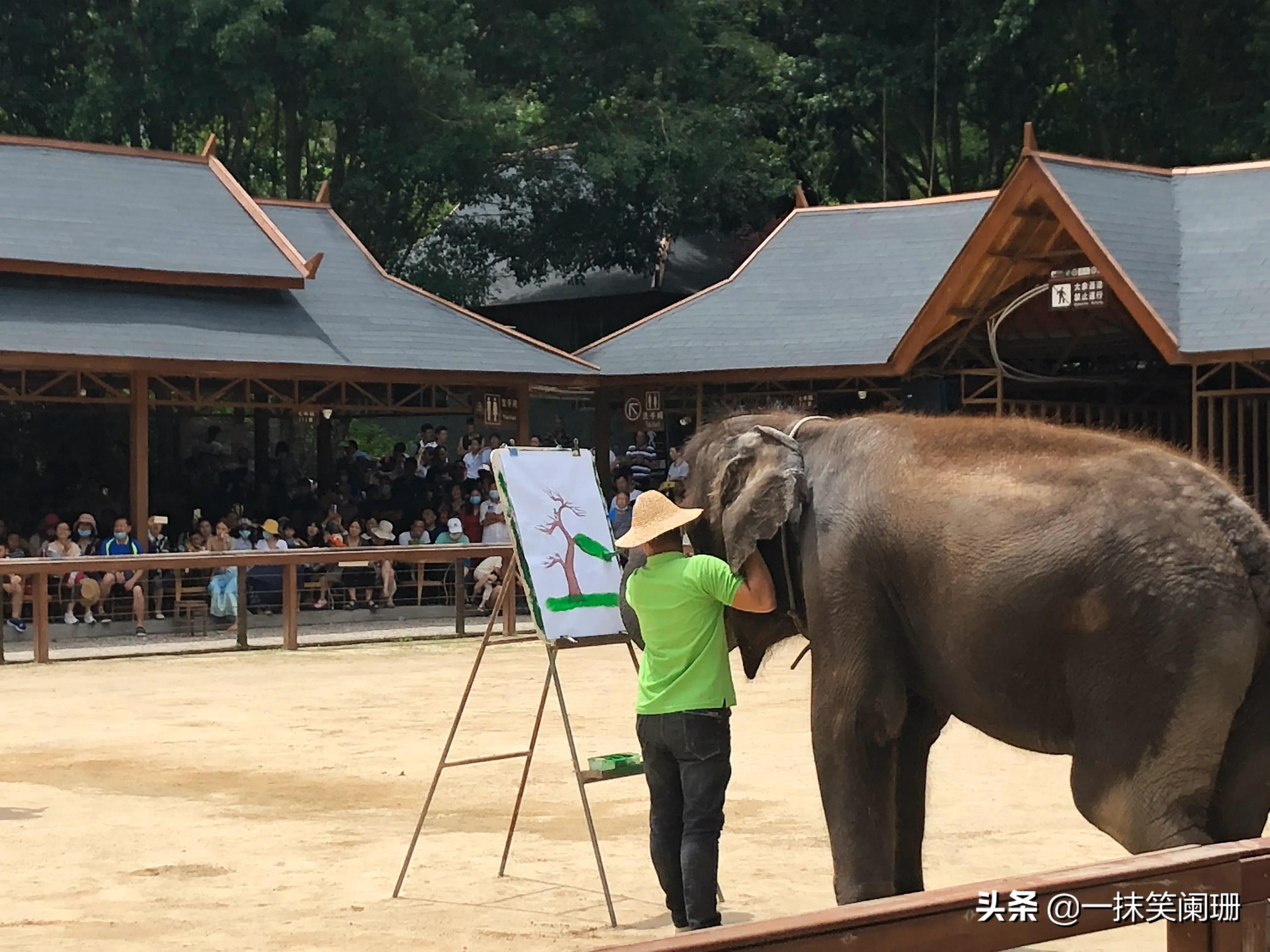 云南西双版纳野象谷大象学校表演,西双版纳野象谷大象表演时间表