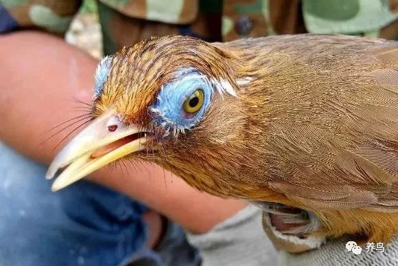 观赏鸟类排名,十大好看的观赏鸟排名榜