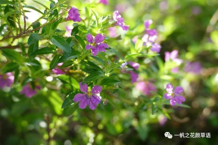 细叶萼距花耐寒吗,细叶萼距花喜光喜阴