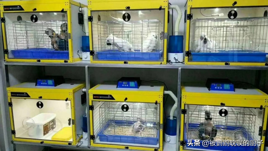 手养鹦鹉刚到家怎么训练,鹦鹉训练亲人上手