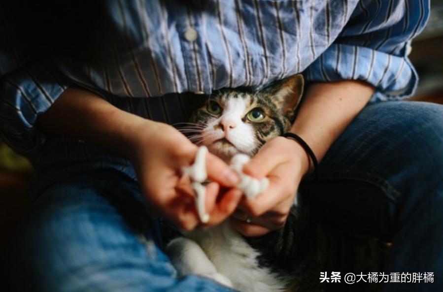 抓住猫脖子后果,抓住猫脖子为啥会蹬脚