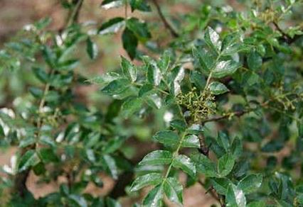 花椒树上为什么会有蚜虫？主要因为这4点，早看早知道